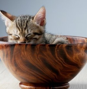 cat in bowl