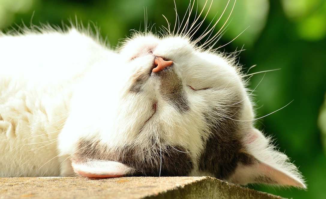 sleeping cat