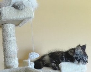 Scratching Posts