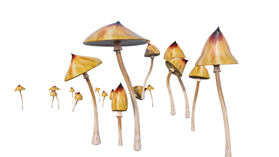 shrooms