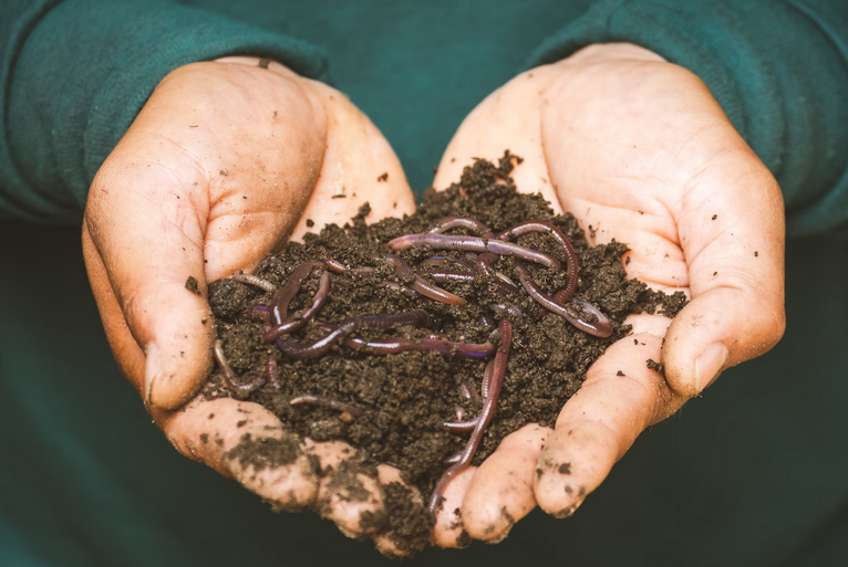 worms