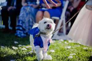 Ring Bearer or Flower Pet