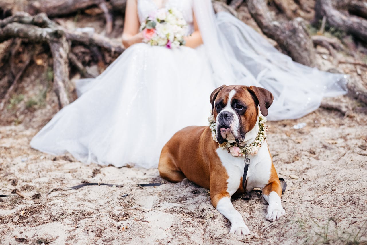 Pet-Friendly Reception